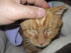 HIV Cat