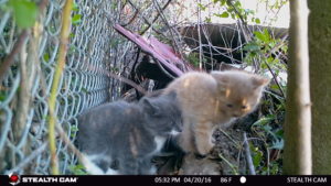 kittens gray and tan nice