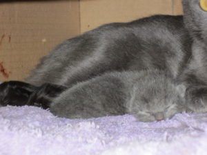 new-kittens-3